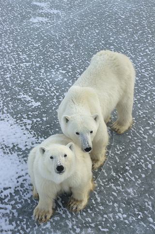 Illustration for article titled As Sea Ice Shrinks, Polar Bears Are Moving Farther North